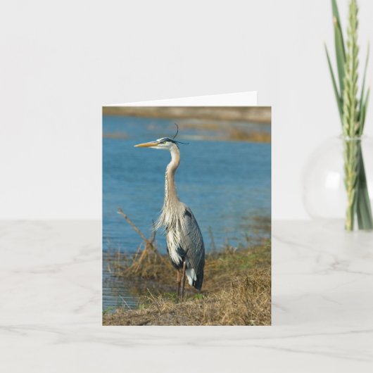 Blue Heron at Pond Card Karte (Vorderseite)