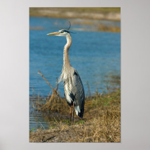 Blue Heron bei Pond Print Poster