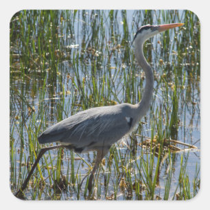 Blue Heron Bird Florida Wetlands Foto Quadratischer Aufkleber