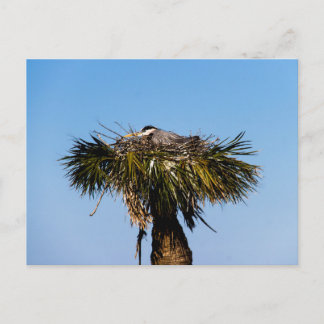 Blue Heron Bird Nest Tree Foto Postkarte