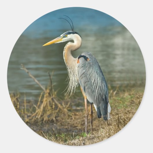 Blue Heron Bird Sticker (Vorderseite)