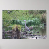 Blue Heron Canvas Print Poster (Vorne)