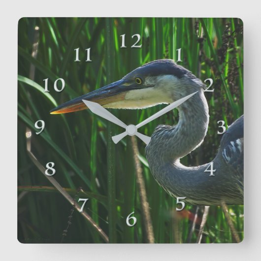 Blue Heron Early Bird Hunter Quadratische Wanduhr (Vorderseite)