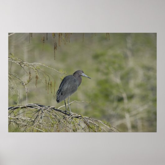 Blue Heron Everglades NAtional Park Poster (Vorne)
