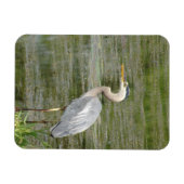 Blue Heron Flexible Foto Magnet (Horizontal)