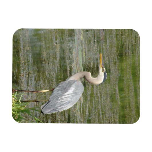 Blue Heron Flexible Foto Magnet (Horizontal)