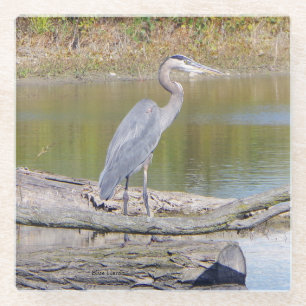 Blue Heron Glas Untersetzer