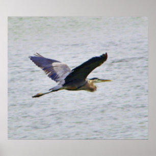 Blue Heron im Flugdruck Poster