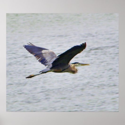 Blue Heron im Flugdruck Poster (Vorne)