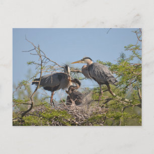 Blue Heron Nest Foto Postcard Postkarte