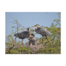 Blue Heron Nest Foto Postcard