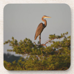 Blue Heron on Tree Oben Getränkeuntersetzer
