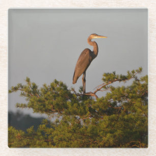 Blue Heron on Tree Oben Glasuntersetzer