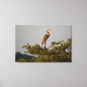 Blue Heron on Tree Oben Leinwanddruck (Vorderseite)