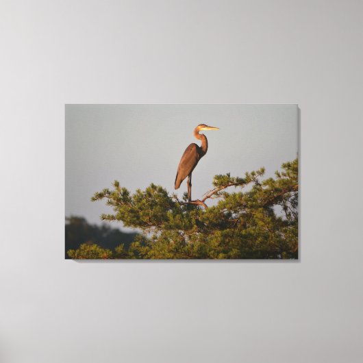 Blue Heron on Tree Oben Leinwanddruck (Vorderseite)