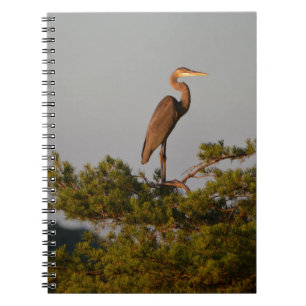 Blue Heron on Tree Oben Notizblock