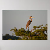 Blue Heron on Tree Oben Poster (Vorne)