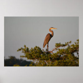 Blue Heron on Tree Oben Poster