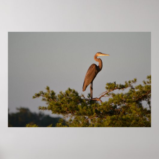 Blue Heron on Tree Oben Poster (Vorne)