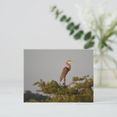 Blue Heron on Tree Oben Postkarte (Stehend Vorderseite)