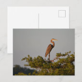Blue Heron on Tree Oben Postkarte (Vorne/Hinten)