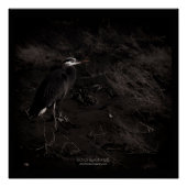 Blue Heron P2391 Poster (Vorderseite)