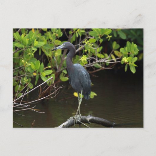 Blue Heron Postcard Postkarte (Vorderseite)