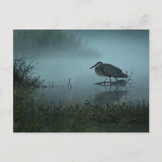 Blue Heron Postcard Postkarte (Vorderseite)