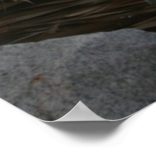 Blue Heron Poster (Ecke)