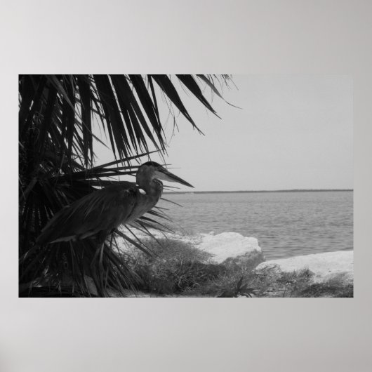 Blue Heron Poster (Vorne)