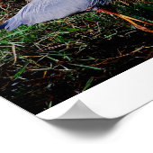 Blue Heron Poster (Ecke)