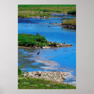 Blue Heron Poster