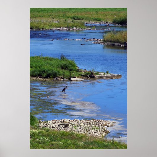 Blue Heron Poster (Vorne)