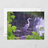 Blue Heron Postkarte (Vorne/Hinten)