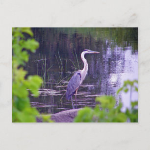 Blue Heron Postkarte