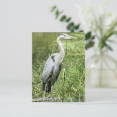 Blue Heron Postkarte (Stehend Vorderseite)