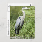 Blue Heron Postkarte (Vorne/Hinten)