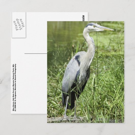 Blue Heron Postkarte (Vorne/Hinten)