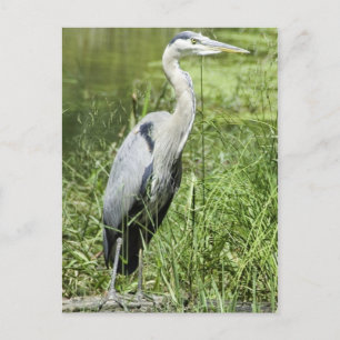 Blue Heron Postkarte