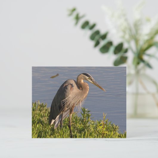 Blue Heron Postkarte (Stehend Vorderseite)