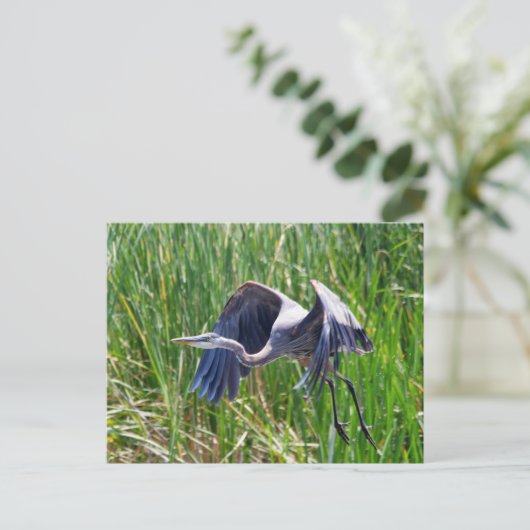 Blue Heron startet Postkarte (Stehend Vorderseite)