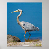 Blue Heron Wading Poster (Vorne)