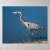 Blue Heron Wading Poster (Vorne)