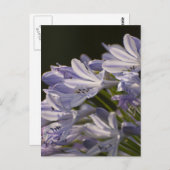 Blue Hostas Postkarte (Vorne/Hinten)