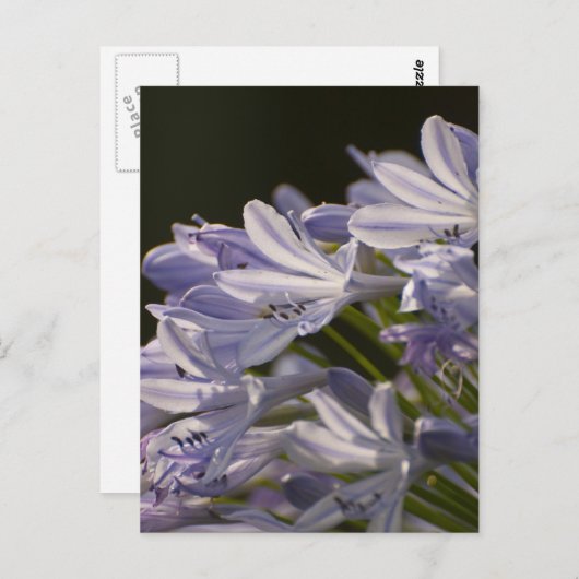 Blue Hostas Postkarte (Vorne/Hinten)