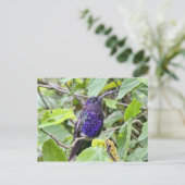 Blue Hummingbird Foto Postkarte (Stehend Vorderseite)