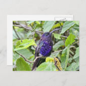 Blue Hummingbird Foto Postkarte (Vorne/Hinten)