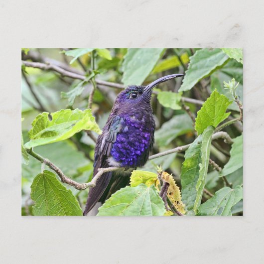 Blue Hummingbird Foto Postkarte (Vorderseite)