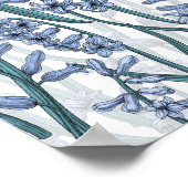 Blue Hyacinth Blume auf weiß Poster (Ecke)