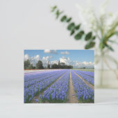 Blue Hyacinth Blume in einem Holland Postkarte (Stehend Vorderseite)